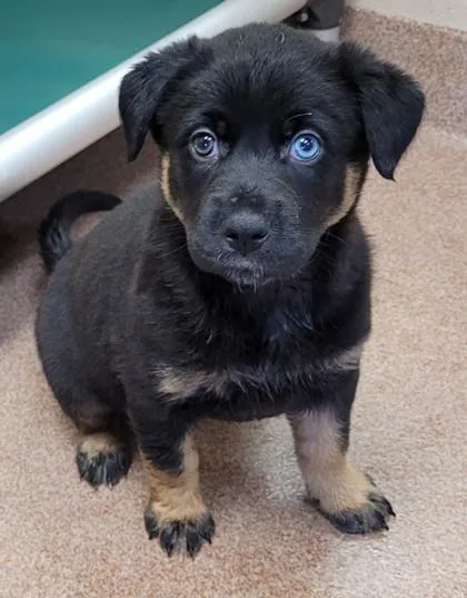 A baby small-sized female Mixed Breed dog named Matilda for adoption in Kalispell, MT