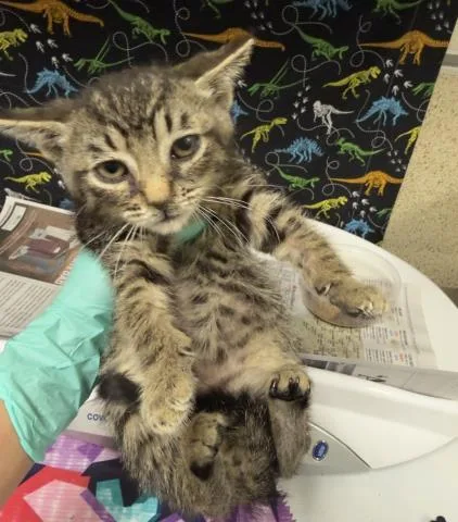 A baby small-sized male Domestic Short Hair cat named Mateo for adoption in Riverside, CA
