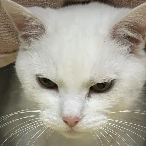 A senior large-sized female White Domestic Short Hair cat named Casey for adoption in Springfield, MA