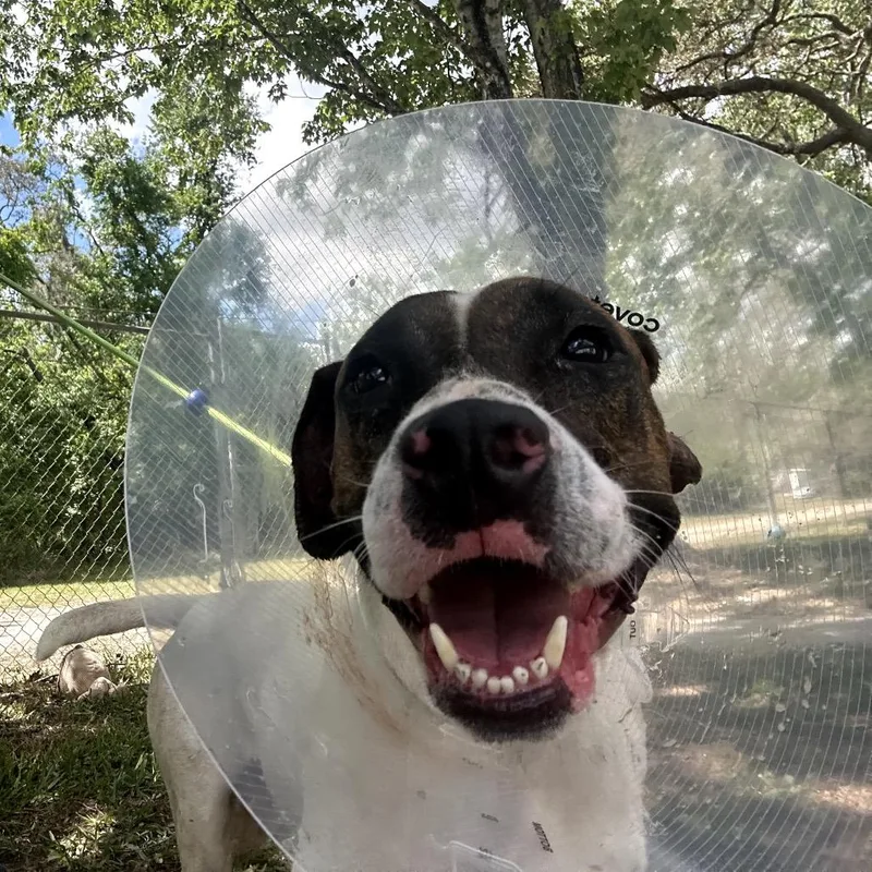 An adult medium-sized male White / Cream Mixed Breed dog named Ben for adoption in Port Richey, FL