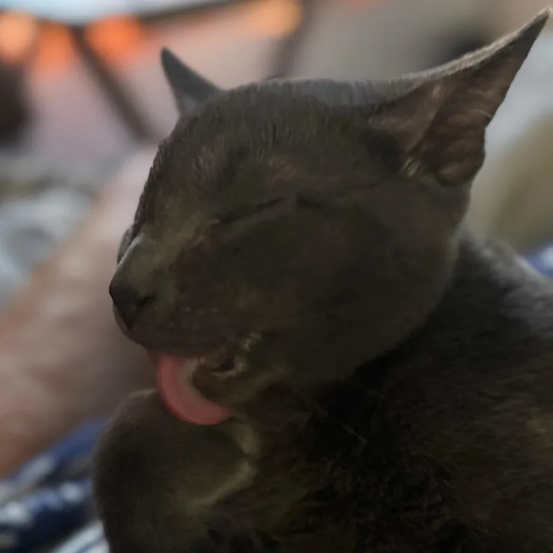 A baby medium-sized male Domestic Short Hair cat named Unders for adoption in York, PA