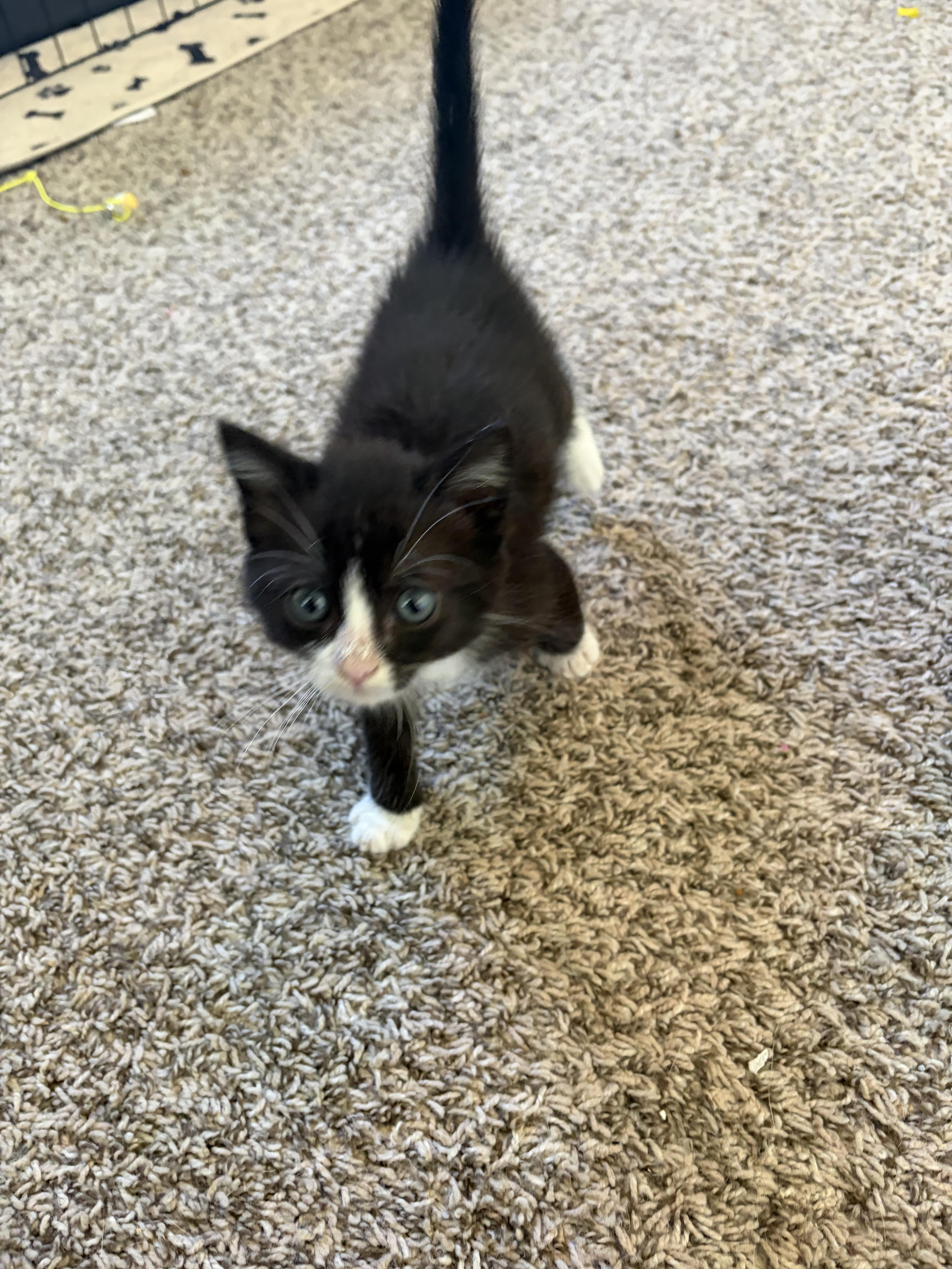 A baby medium-sized male Black & White / Tuxedo Domestic Short Hair cat named Goose for adoption in Roanoke, VA
