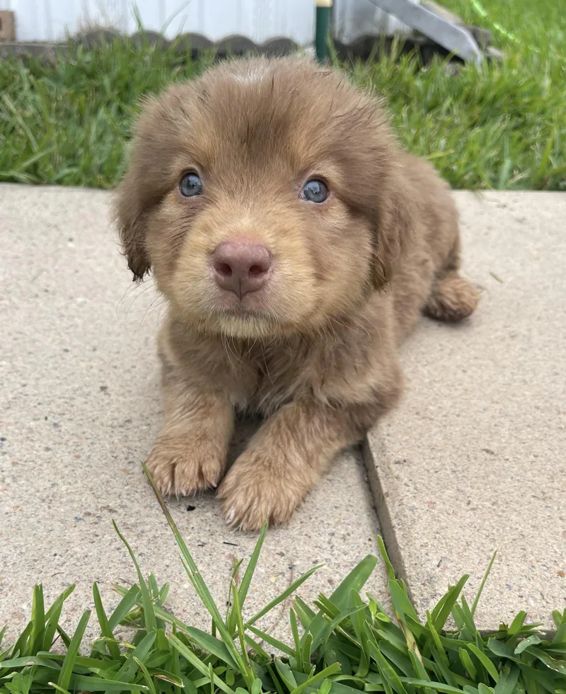 Little Bear