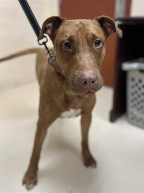 A young large-sized male Labrador Retriever dog named Hipster for adoption in Aliquippa, PA