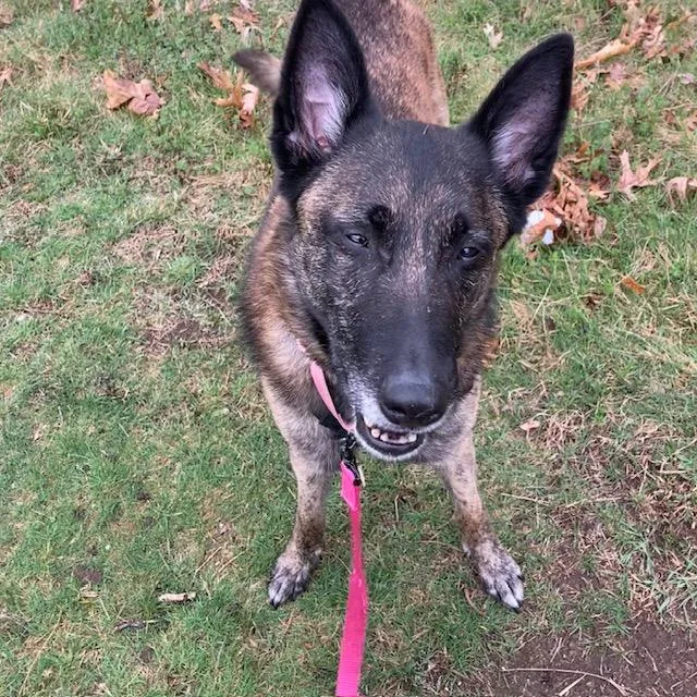 An adult large-sized female Dutch Shepherd dog named Desdamona for adoption in Methuen, MA