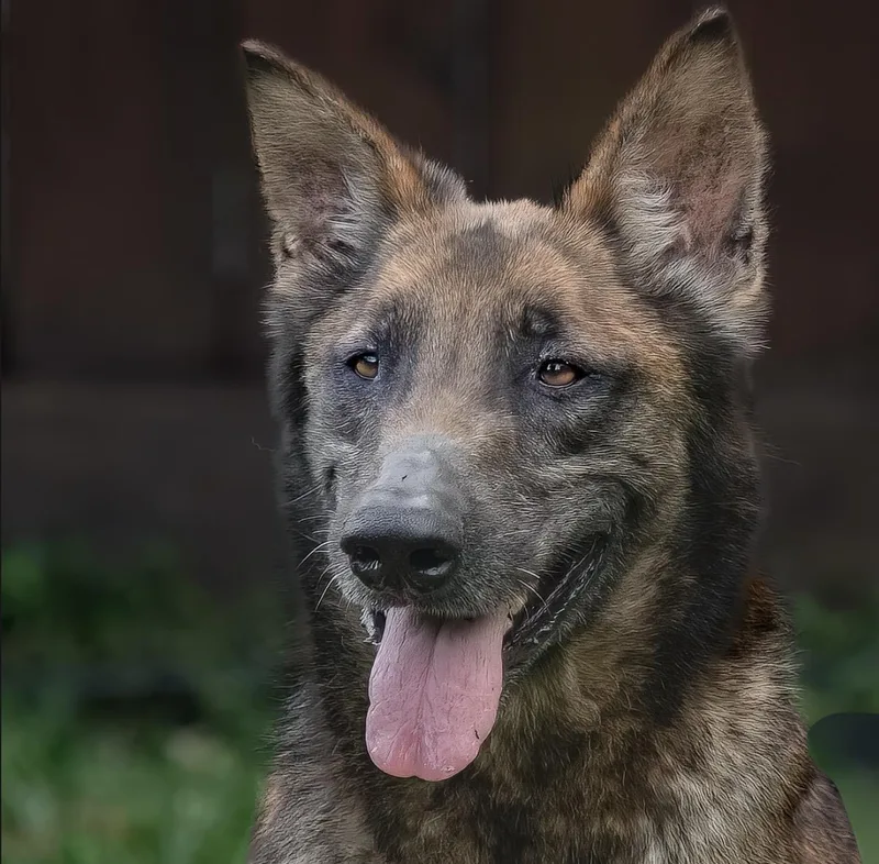 An adult large-sized female Black Shepherd dog named Flor for adoption in Tomball, TX