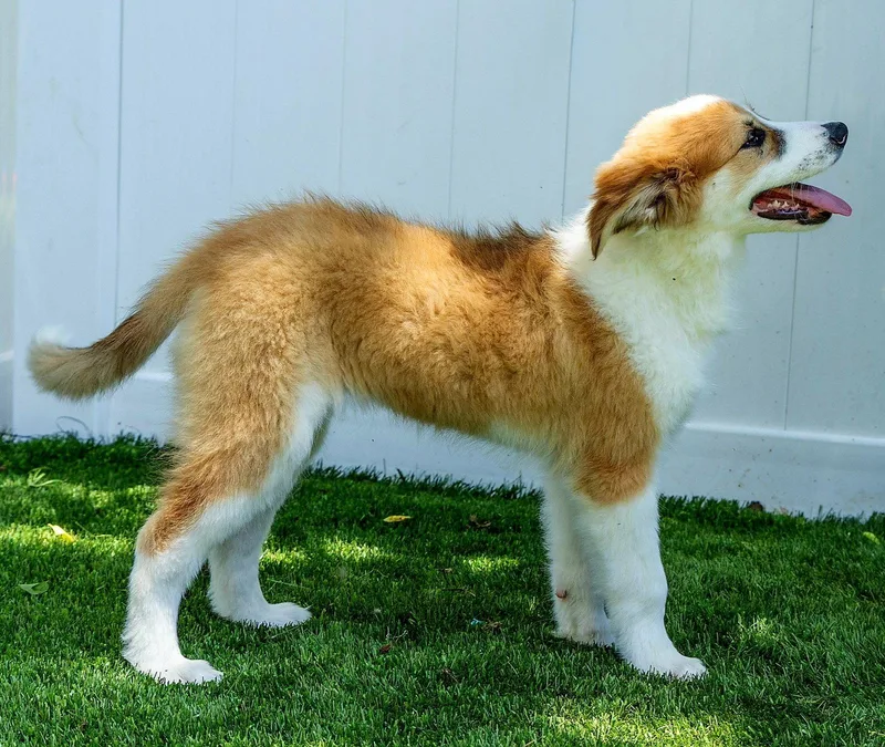 Puppy Patty Pro Bono thumbnail 2