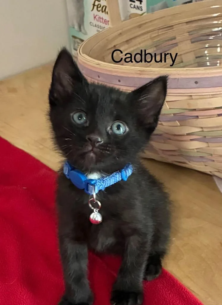 A baby small-sized male Domestic Short Hair cat named Cadbury for adoption in Syracuse, IN