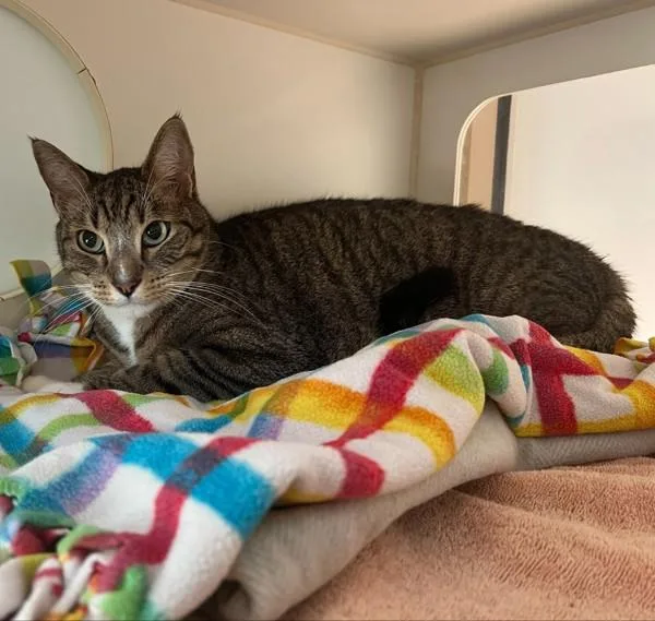 An adult small-sized male Domestic Short Hair cat named Vash for adoption in San Diego, CA