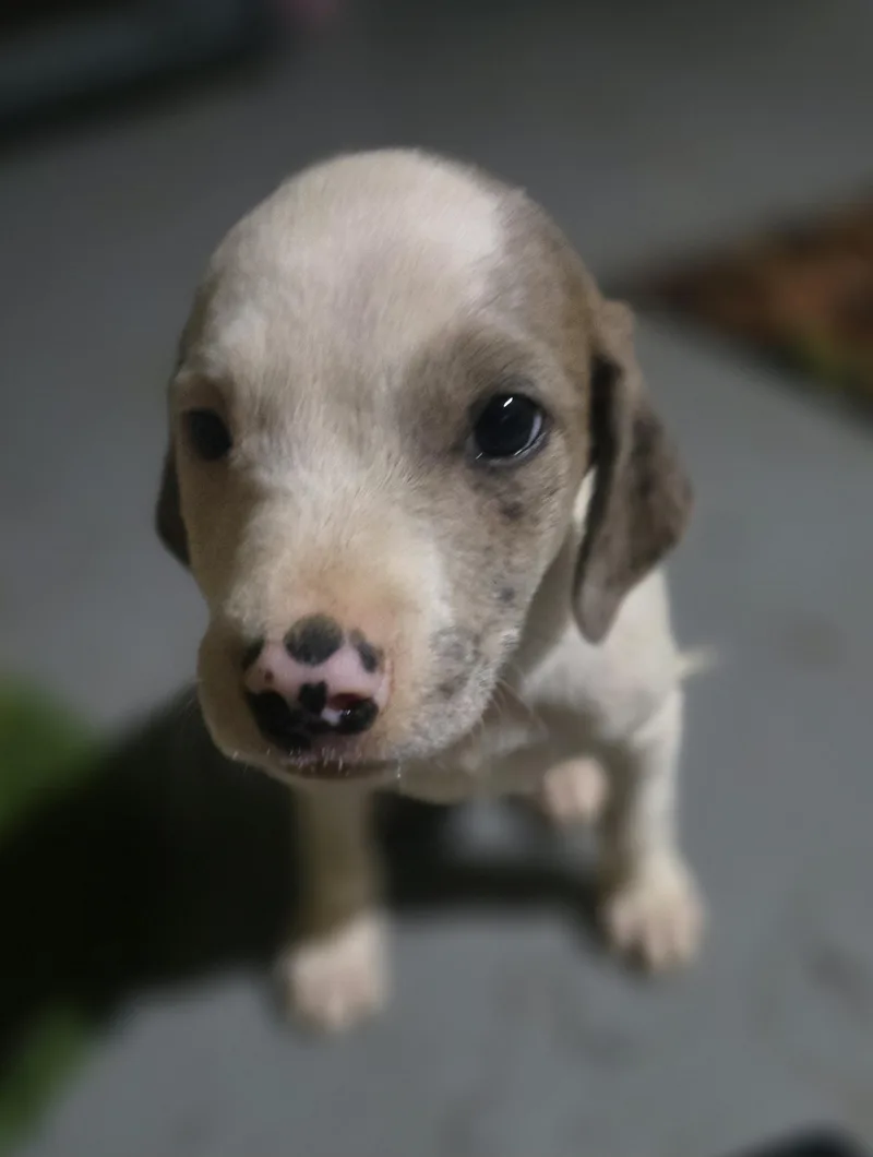 Matilda