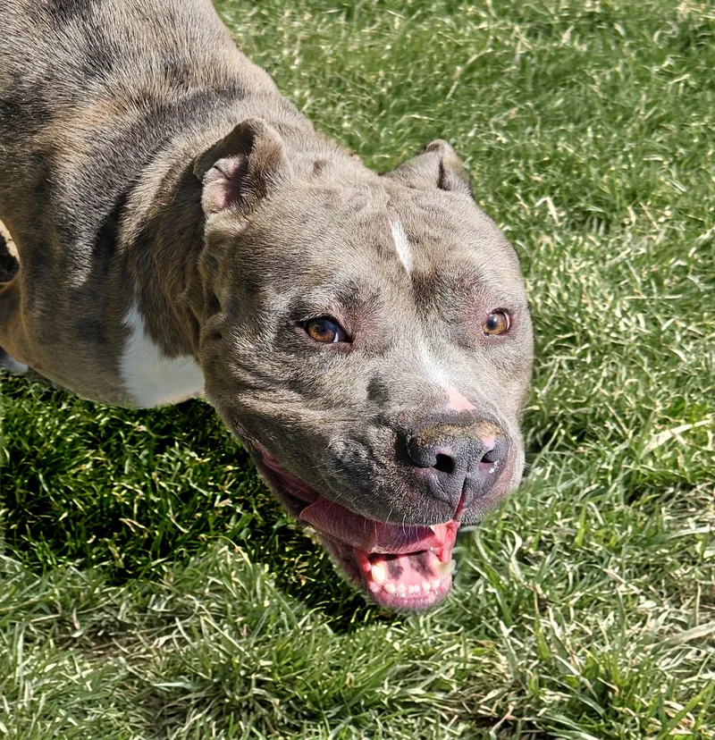 Goliath