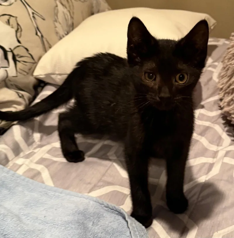 A baby medium-sized male Black Domestic Short Hair cat named Espresso Martini for adoption in Trenton, NJ