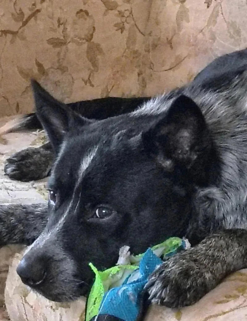An adult medium-sized male Bicolor Australian Cattle Dog / Blue Heeler dog named Moose for adoption in Maryville, TN