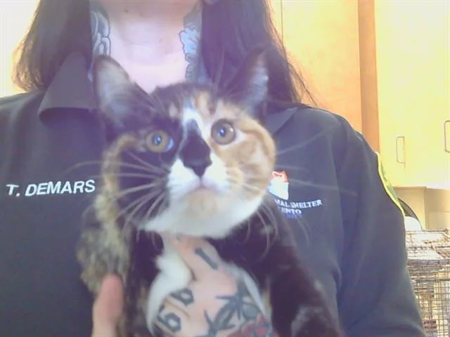 A baby medium-sized female Domestic Short Hair cat named Quinn for adoption in Sacramento, CA