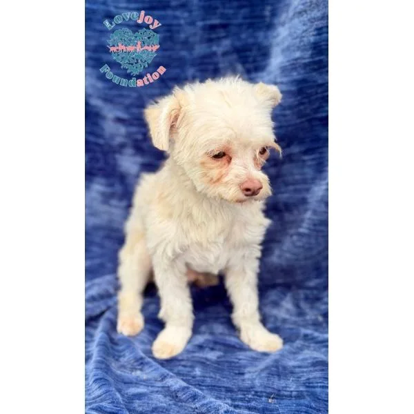 A young small-sized male White / Cream Maltipoo dog named Travis for adoption in Inglewood, CA
