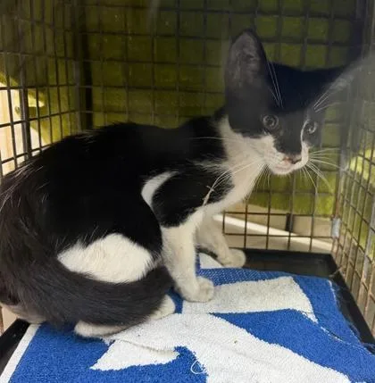 A baby small-sized male Domestic Short Hair cat named Camaro for adoption in Honolulu, HI