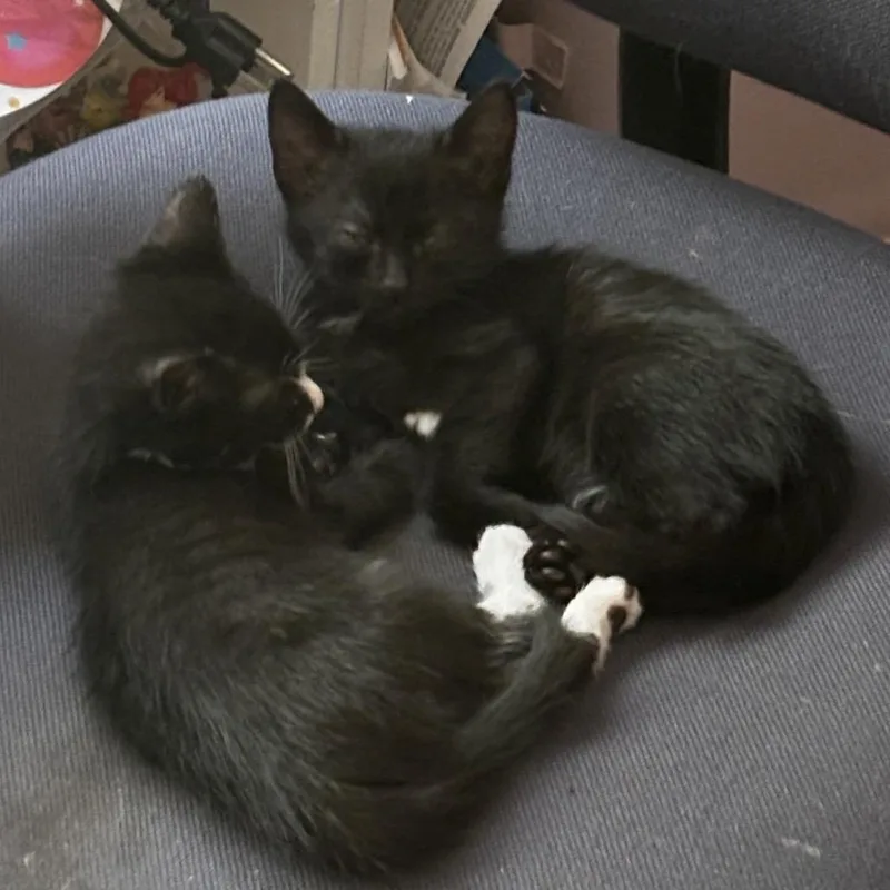 A baby small-sized male Brown / Chocolate Domestic Short Hair cat named Theodore for adoption in Oakton, VA