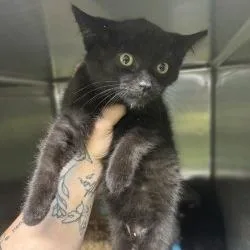 A baby small-sized male Black Domestic Short Hair cat named Jalapeno for adoption in Shinnston, WV