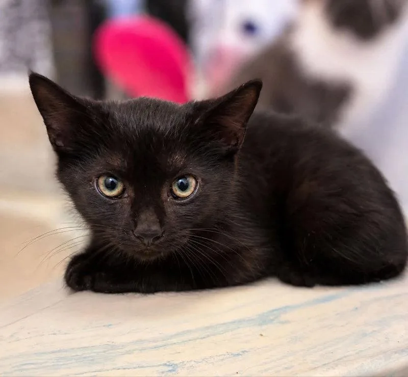 A young medium-sized female Black Bombay cat named Anne for adoption in Knoxville, TN
