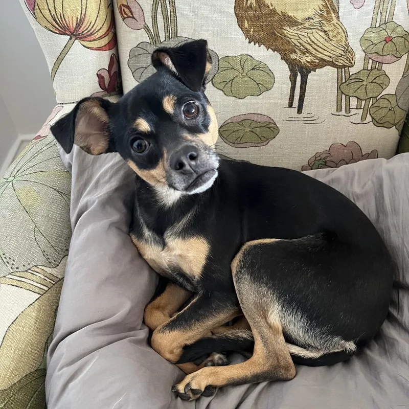 A young small-sized female Chihuahua dog named Dilly for adoption in San Francisco, CA