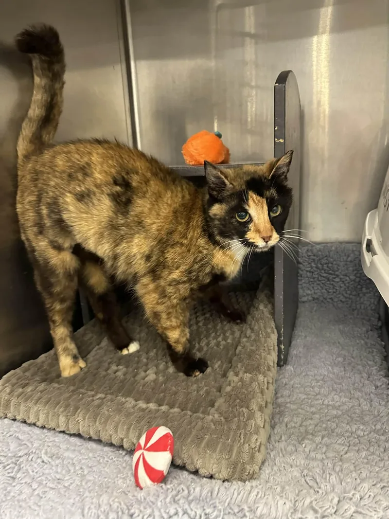 A senior small-sized female Tortoiseshell Domestic Short Hair cat named Penelope for adoption in Nashville, TN