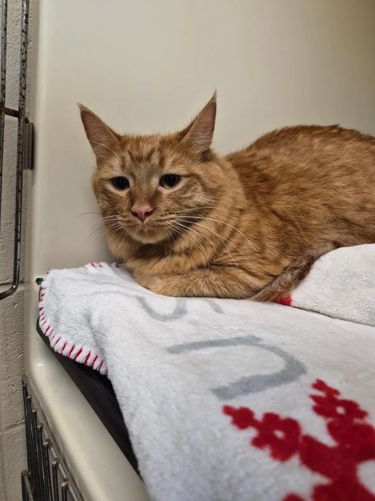 A young medium-sized male Domestic Long Hair cat named Frodo for adoption in Clinton, SC