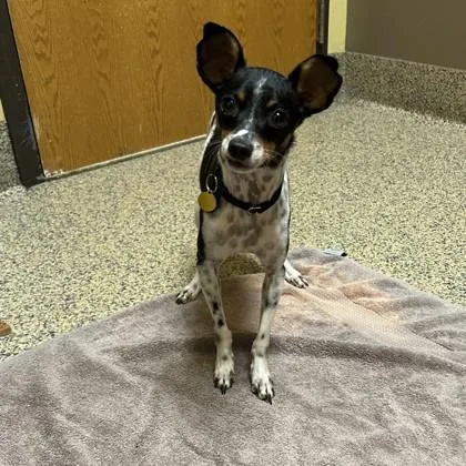 An adult medium-sized male Rat Terrier dog named Jose for adoption in Merriam, KS