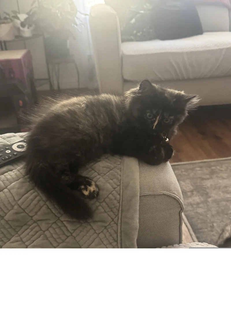 A baby medium-sized female Domestic Medium Hair cat named Clover for adoption in Roseville, CA