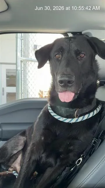 A young large-sized male Labrador Retriever dog named A for adoption in Ocala, FL