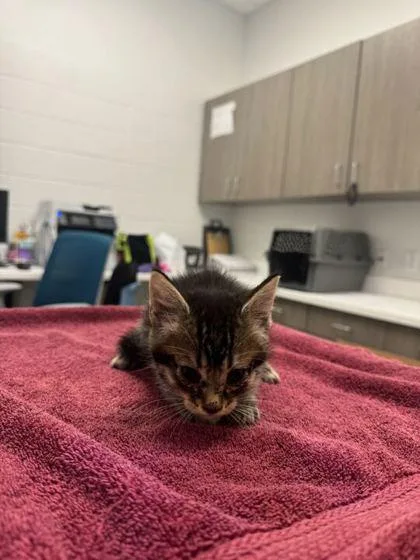 A baby small-sized male Black Domestic Short Hair cat named Napster for adoption in Kansas City, MO