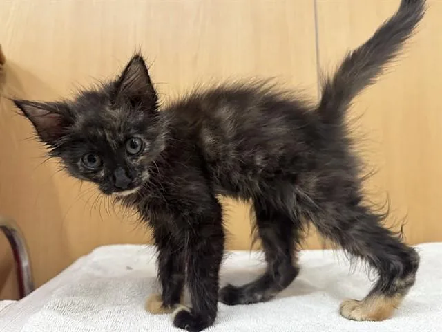 Pepper