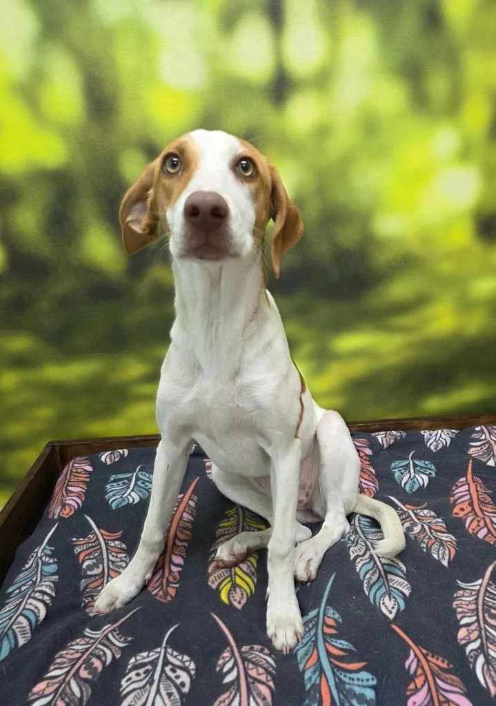 An adult medium-sized female Labrador Retriever dog named Coco for adoption in Little Rock, AR