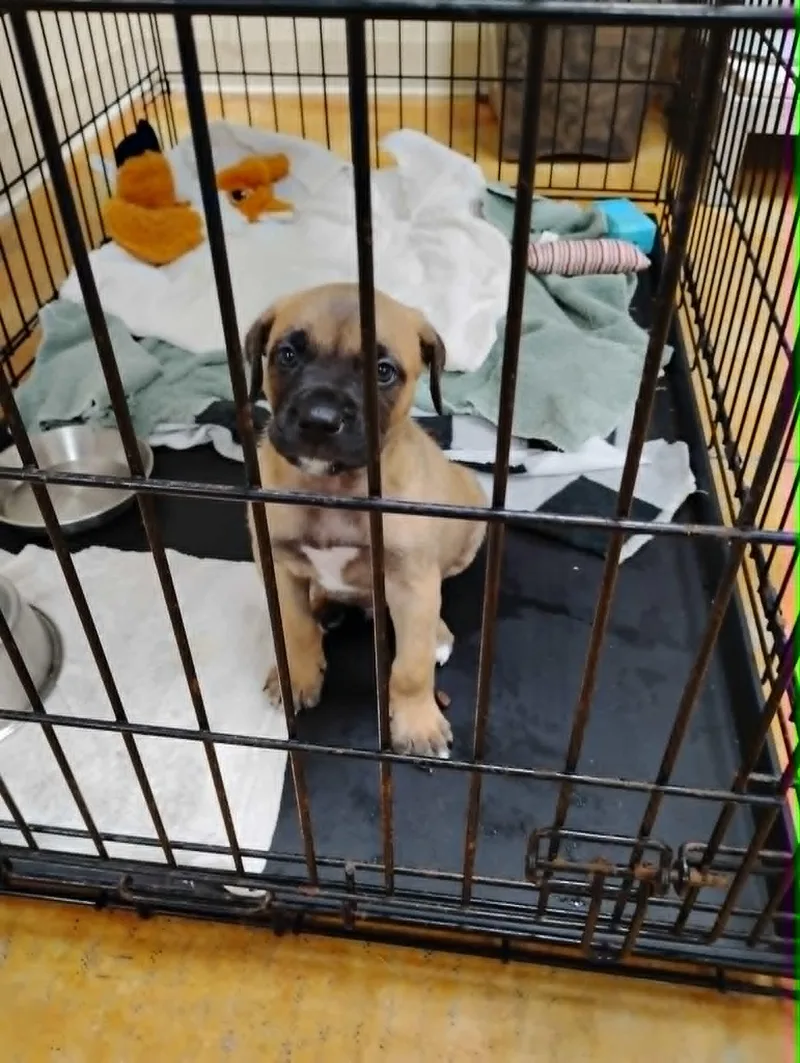 A baby large-sized male Boxer dog named Compton for adoption in Austin, MN