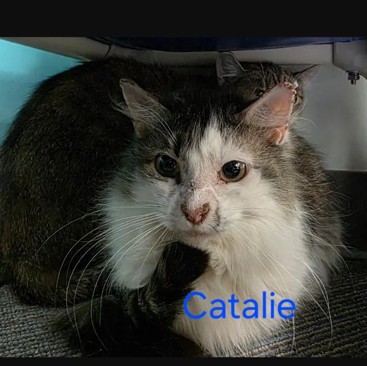 An adult medium-sized female Domestic Short Hair cat named Catalie for adoption in Rochester, NY