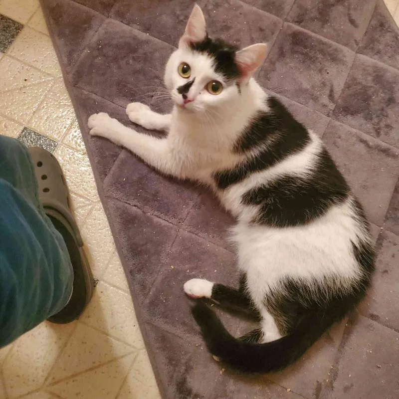 An adult medium-sized female Domestic Short Hair cat named Bb for adoption in Port Angeles, WA