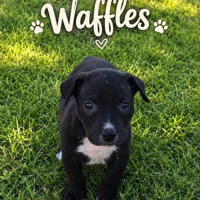A baby medium-sized female Black Mixed Breed dog named Waffles for adoption in Brewton, AL