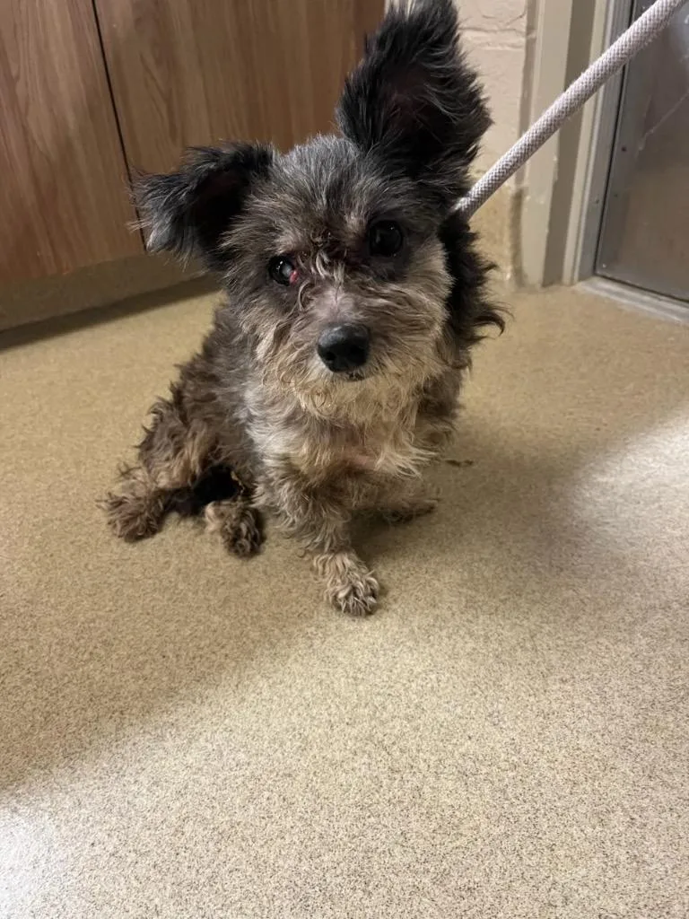 An adult small-sized female Poodle dog named Mandy for adoption in Seguin, TX