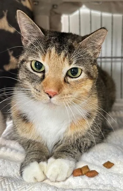 An adult medium-sized female Domestic Short Hair cat named Kimber for adoption in Key West, FL