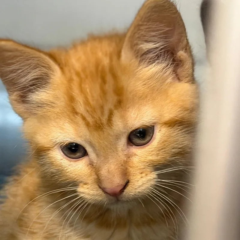 A baby small-sized female Orange / Red Domestic Short Hair cat named Laurel for adoption in Idaho Falls, ID