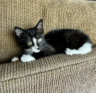 A baby medium-sized female Tuxedo cat named West for adoption in Orlando, FL