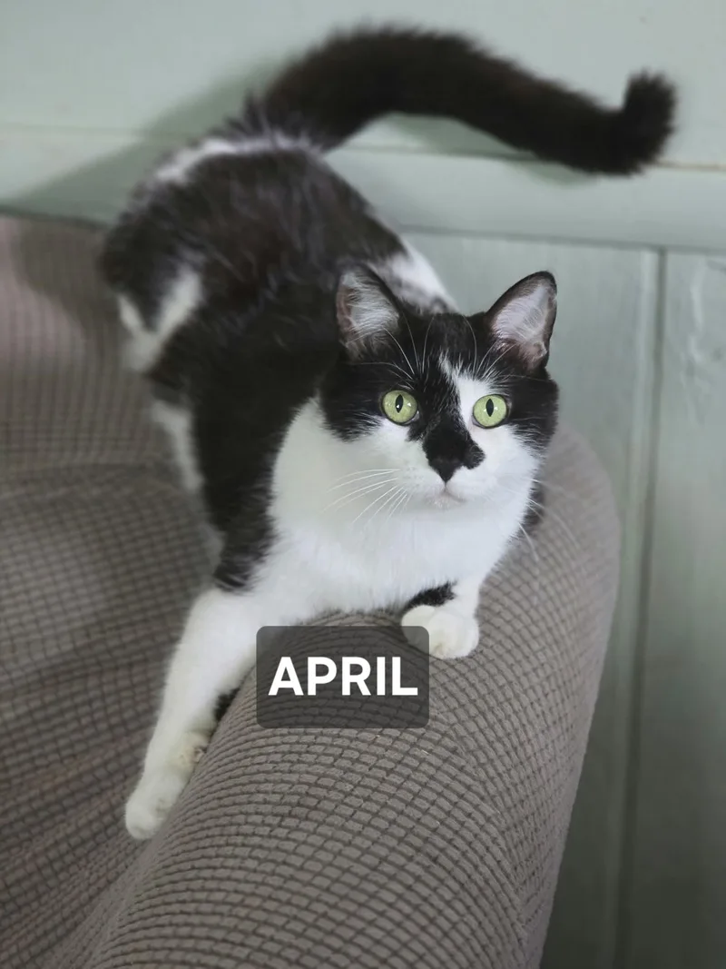 An adult large-sized female Black & White / Tuxedo Domestic Short Hair cat named April for adoption in Windom, MN