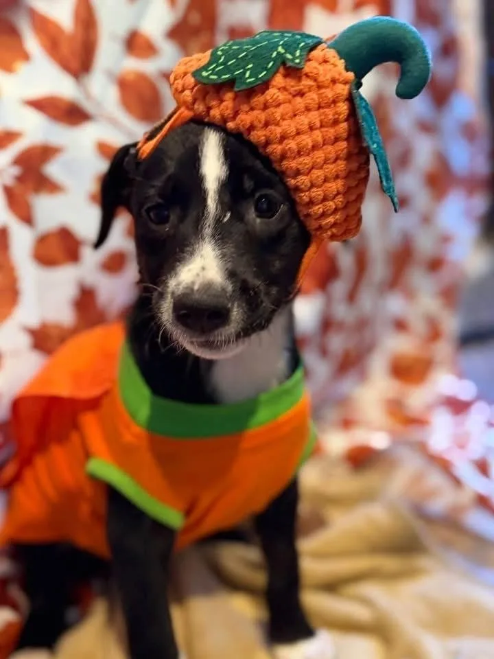 A baby medium-sized male Tricolor (Brown, Black, & White) Mixed Breed dog named Razor for adoption in Scranton, PA