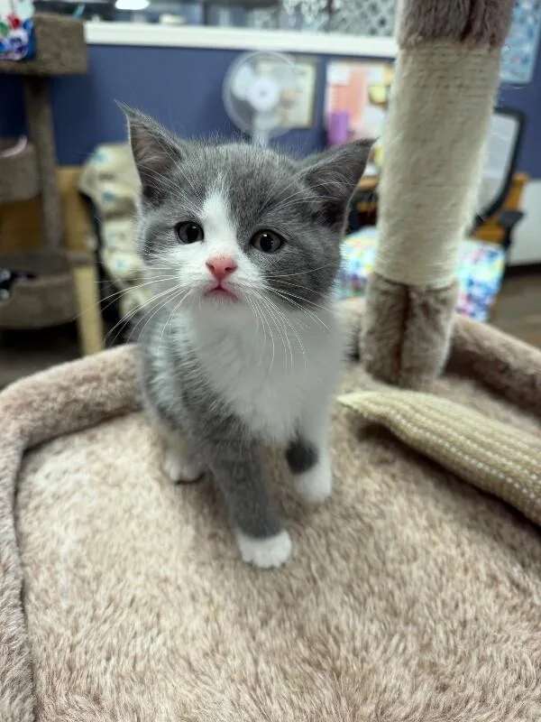 A baby medium-sized female Gray / Blue / Silver Scottish Fold cat named Isla for adoption in Belton, MO