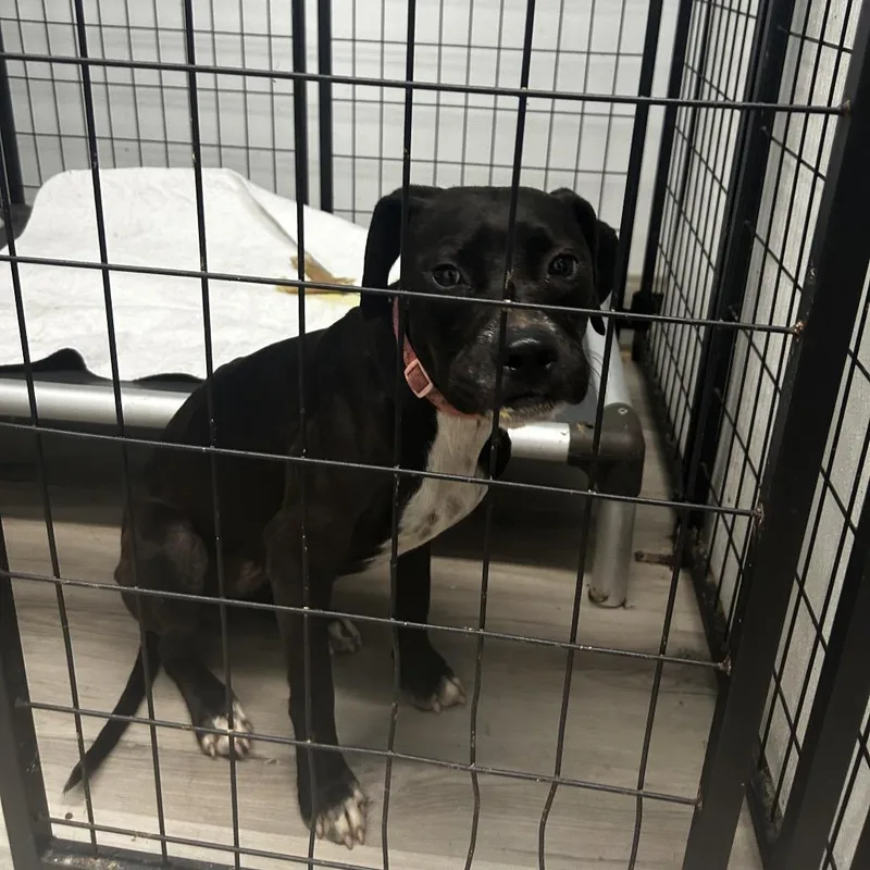 A young medium-sized female Pit Bull Terrier dog named Zoe for adoption in St. Louis, MO