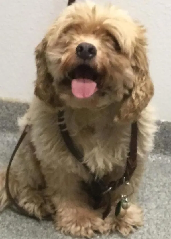 A senior medium-sized male Terrier dog named Salamon for adoption in Escondido, CA