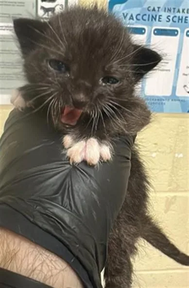 A baby small-sized male Domestic Short Hair cat named Doom Slayer for adoption in Sacramento, CA