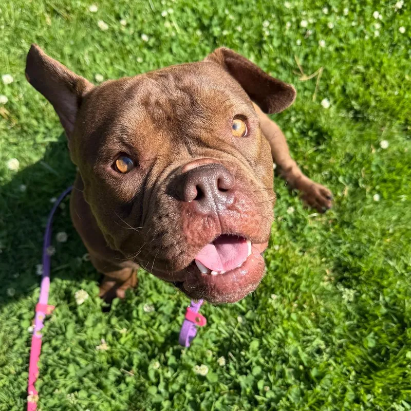 An adult medium-sized male Brown / Chocolate English Bulldog dog named Timon for adoption in Deerfield, IL