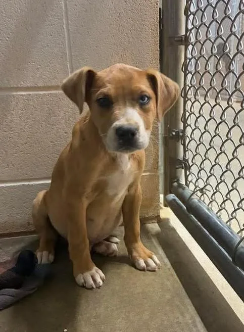 A young medium-sized male Yellow / Tan / Blond / Fawn Mixed Breed dog named Scotch for adoption in Munfordville, KY