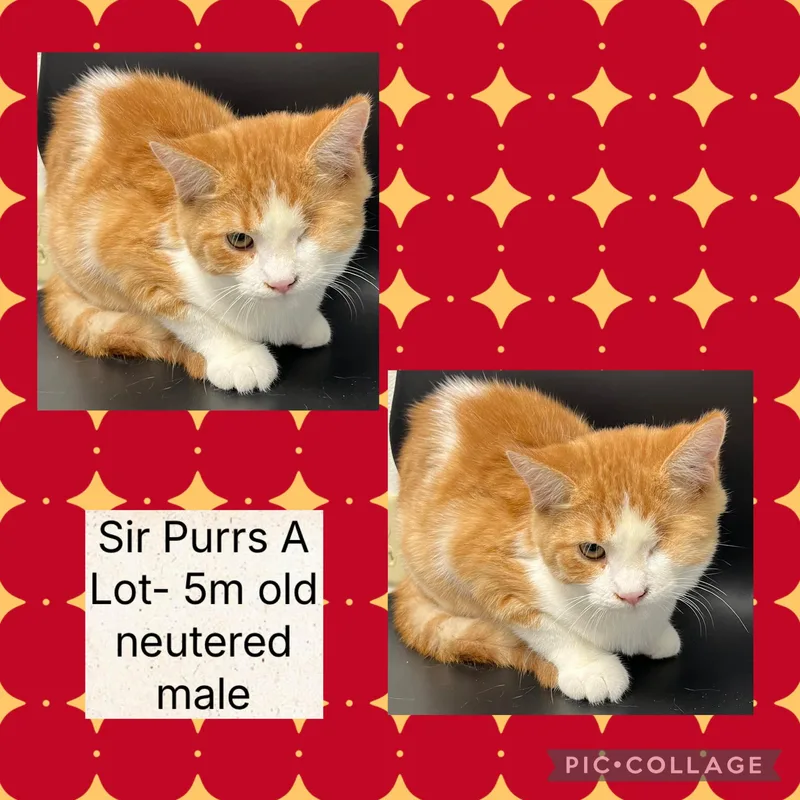 Sir Purrs A Lot