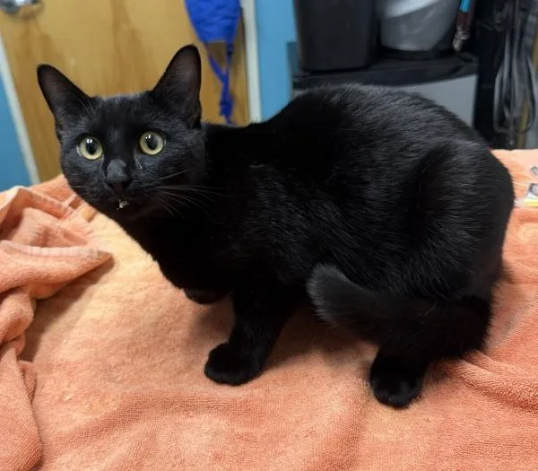 A young medium-sized male Domestic Short Hair cat named Brewski for adoption in Escondido, CA